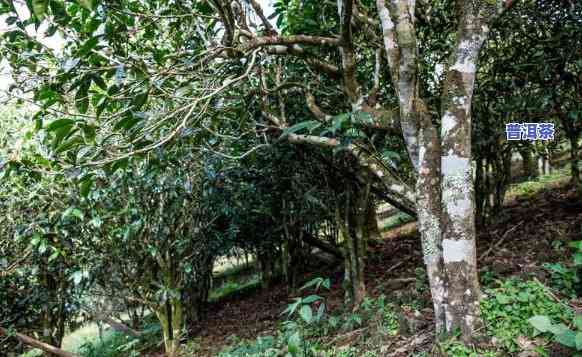 雷达山和老班章区别-雷达山古树茶价格