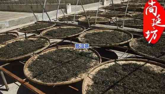 普洱茶毛料是什么意思，「科普」普洱茶毛料是什么意思？理解普洱茶制作的之一步！