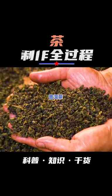 普洱茶制茶直播视频教学大全：全面教程与下载资源