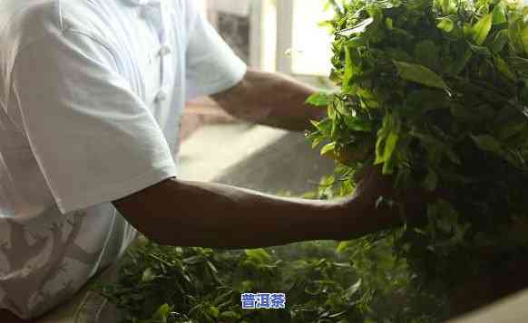 普洱茶制茶直播视频教学大全：全面教程与下载资源