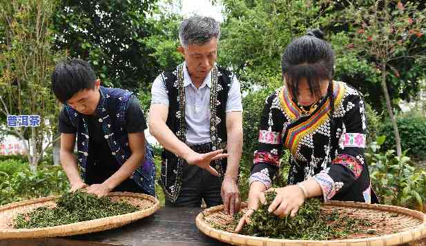 普洱茶制茶直播视频教学-普洱茶制茶直播视频教学大全