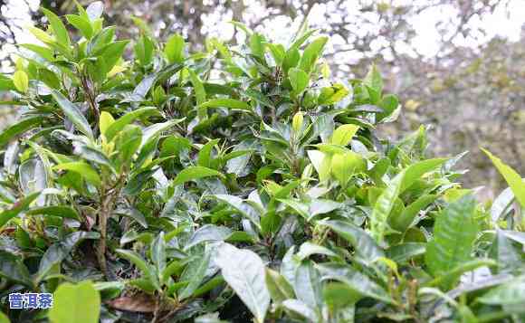 老班章古树茶青照片-老班章古茶树图片