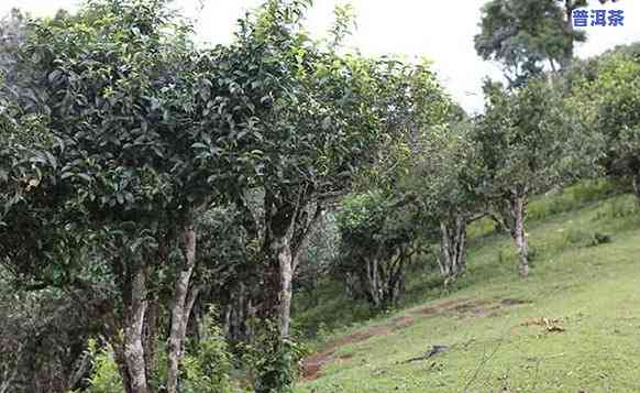 老曼峨普洱茶勐海古茶厂-勐海老曼峨普洱茶价格