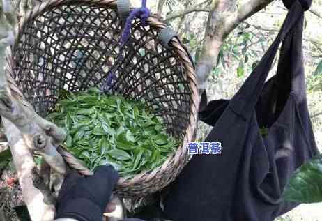 普洱茶怎么样闻香味好呢女生，女生怎样优雅地闻出普洱茶的香气？