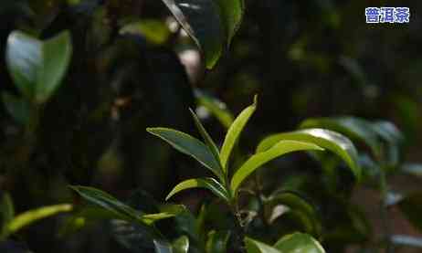 普洱茶新八大产区是哪些城市，探索普洱茶新八大产区：揭秘神秘的城市