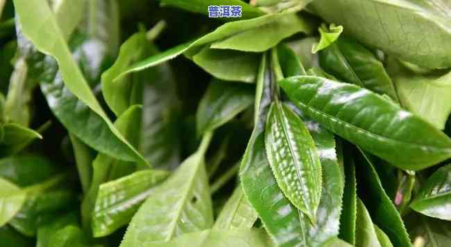 老班章属于绿茶吗，揭秘茶叶知识：老班章茶是不是属于绿茶？