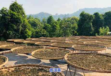 晚上怎样正确晾晒普洱茶饼？视频教程全解析