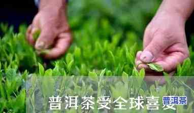 把爱留给普洱茶的人是谁-把爱留给普洱茶的人是谁唱的