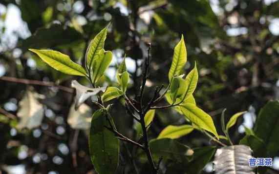 百年古树普洱茶的功效：揭示其独特作用与健康益处