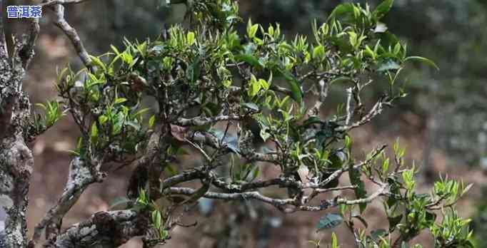 福建有古树茶吗，探寻福建的古树茶文化