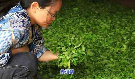 老班章哪年开始出名-老班章哪年出名的