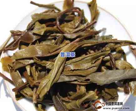 老班章茶底是怎样的-老班章茶底图片