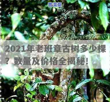 老班章古树茶价格2021，2021年老班章古树茶价格走势分析与预测