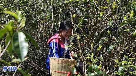 老班章古树茶有多少棵树，探秘古老韵味：老班章古树茶的神秘数量