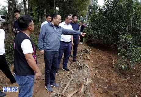 老班章村21号价格及古茶树价格全揭秘，一文熟悉老班章村简介