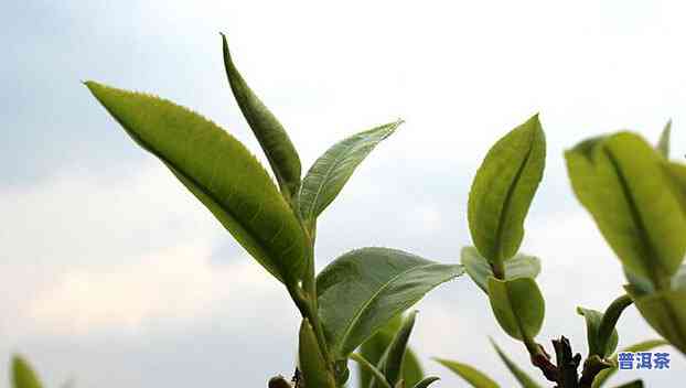 普洱春茶与秋茶的区别，探秘普洱茶：春茶与秋茶的口感、品质差异解析