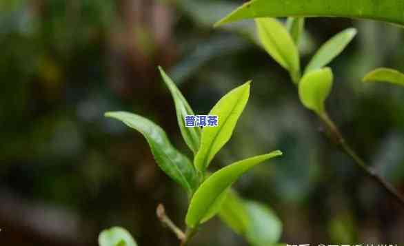 普洱春茶与秋茶的区别，探秘普洱茶：春茶与秋茶的口感、品质差异解析