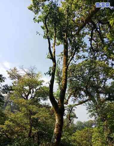 野生乔木古树茶简介，探秘野生乔木古树茶：一种独特的茶叶品种简介