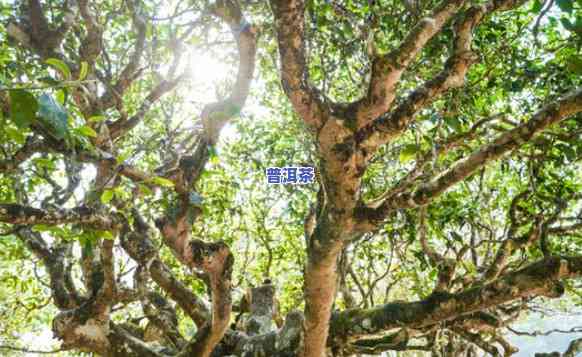 探究老班章古树数量：究竟有多少颗古树、古茶树？