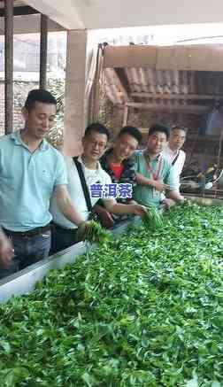 2020古树老班章春茶价格：探究300年古树茶的市场价值与最新行情