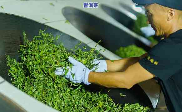 怎样把炒绿茶做成普洱茶呢，从炒绿茶到普洱茶：制作过程解析