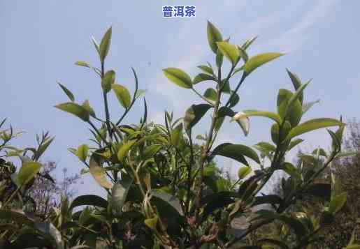 普洱茶新茶的味道，品尝普洱茶新茶：特别的味道体验