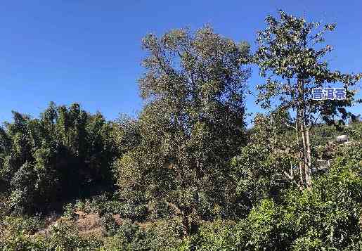 老班章村子图片，探索云南老班章村：神秘的普洱茶故乡