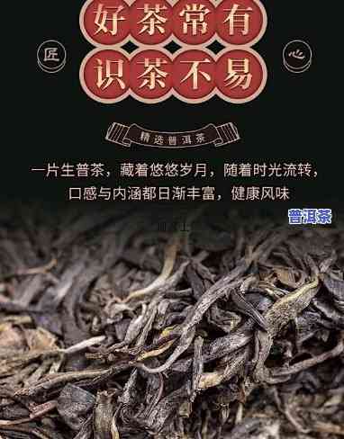 云南七子饼茶300年树龄老班章：探寻顶级普洱的魅力