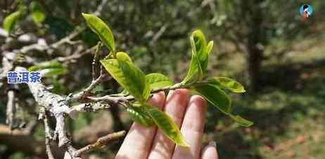 探究老班章村千年古茶树价格及其在老班章古树茶厂的价值