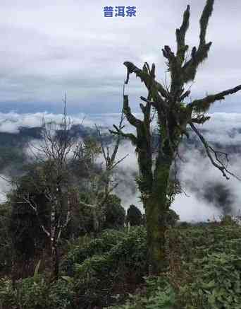 探究老班章村千年古茶树价格及其在老班章古树茶厂的价值