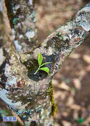 普洱茶五大山图片高清版大全，高清大图：探索普洱茶五大山的美丽世界