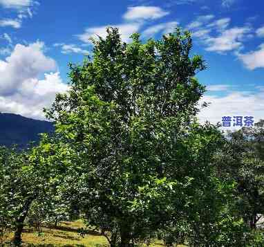 普洱茶五大山图片高清版-普洱茶五大山图片高清版大全