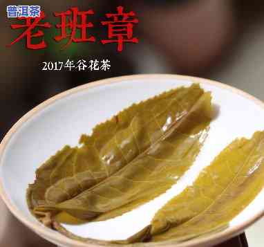 100公斤老班章茶-老班章茶多少钱一斤