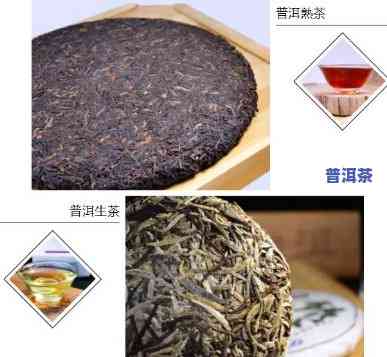 普洱茶属于哪类茶系，揭秘茶叶世界：普洱茶究竟属于哪种茶系？