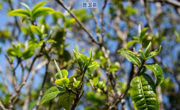 普洱茶牛首：一种特别的茶类植物