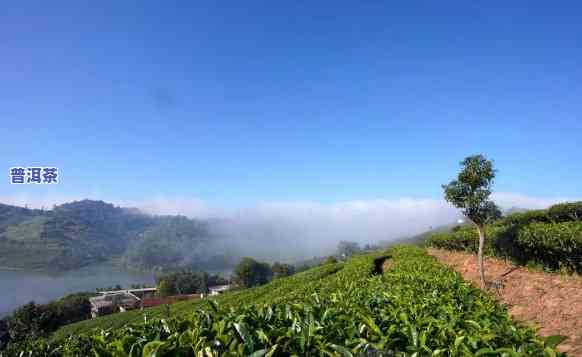 普洱茶六大产业基地之一是：揭开神秘面纱