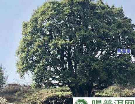 多少年的普洱古树茶-多少年的普洱古树茶好喝