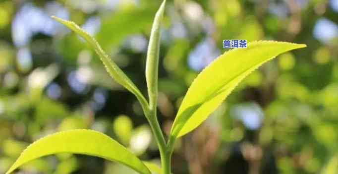 普洱茶生长环境视频讲解大全：深入理解普洱茶生长过程