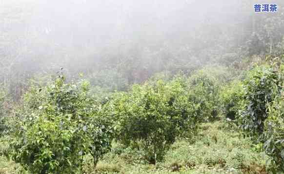 普洱茶生长环境视频讲解-普洱茶生长环境视频讲解大全