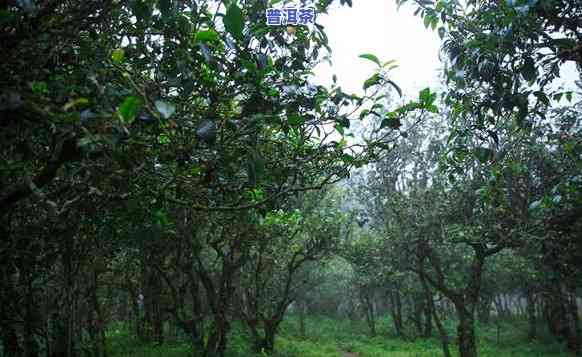 普洱茶生长环境视频讲解-普洱茶生长环境视频讲解大全