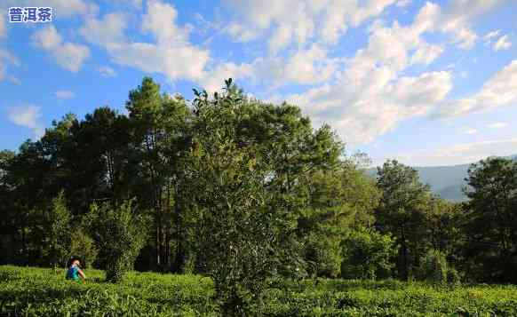 云南柏联普洱茶庄园2012生茶，探索云南柏联普洱茶庄园2012生茶的韵味与魅力