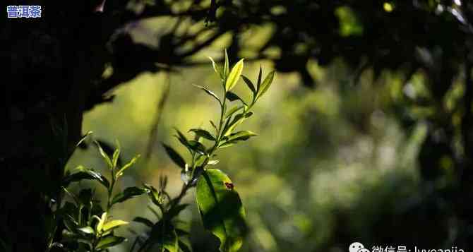 普洱茶生长环境视频教程图片，探索普洱茶的生长环境：视频教程与精美图片解析