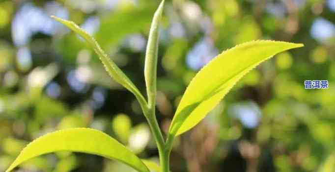 普洱茶生长环境视频教程-普洱茶生长环境视频教程