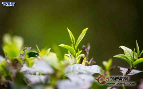 普洱茶生长环境视频教程-普洱茶生长环境视频教程