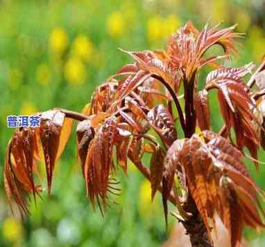 云南普洱高香椿尖茶-普洱茶香椿林