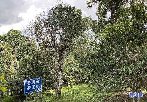 云南千年普洱古树茶-云南普洱千年古树有多少