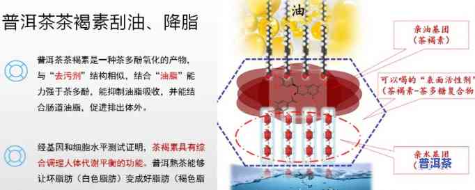 普洱茶能排油排吗？看图解析