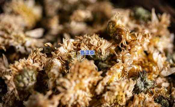 普洱菊花茶：选择更佳菊花品种的指南