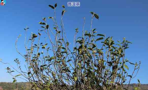 普洱茶饼藤条：制作原料与图片解析