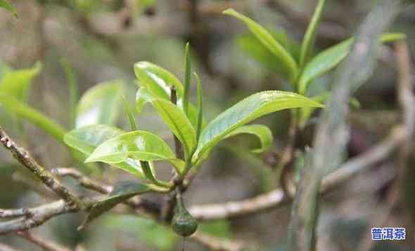 老班章有几种茶树品种？哪种老班章茶更好？